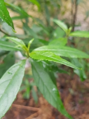 Prostanthera lasianthos