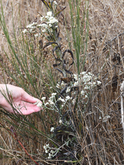 Pseudognaphalium californicum