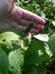 Cypripedium calceolus