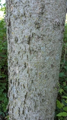 Celtis laevigata