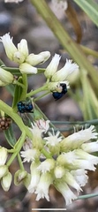Chrysididae