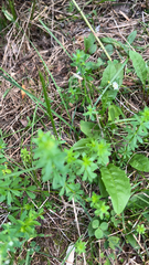 Viola arvensis