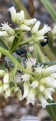 Chrysididae