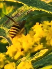 Vespinae