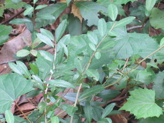 Ilex vomitoria