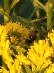Vespinae