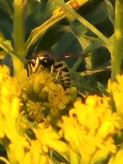 Vespinae