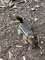 Callospermophilus lateralis