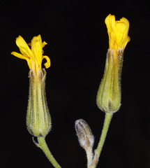 Crepis