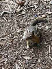 Callospermophilus lateralis