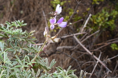 Lupinus albifrons