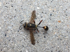 Sceliphron curvatum