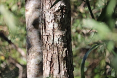 Alphitonia excelsa