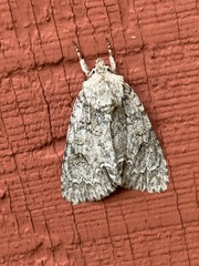 Acronicta retardata