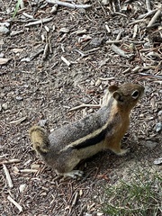 Callospermophilus lateralis