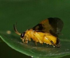 Tenthredinoidea
