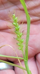 Setaria parviflora