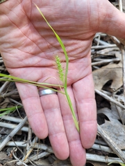 Setaria parviflora