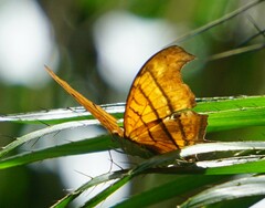 Marpesia petreus