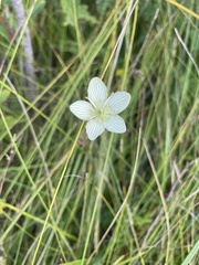 Parnassia glauca