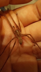 Eratigena atrica