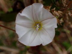 Convolvulus arvensis