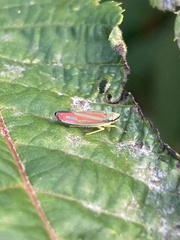 Graphocephala coccinea