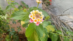 Lantana × strigocamara