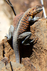 Ctenophorus vadnappa