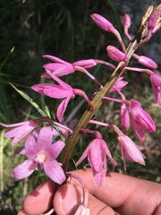 Dipodium roseum