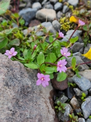 Epilobium minutum