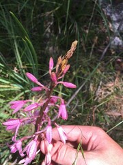 Dipodium roseum