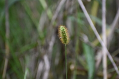 Setaria pumila