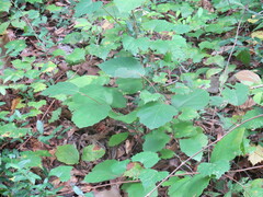 Hamamelis virginiana