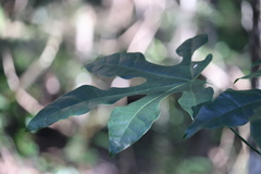 Brachychiton acerifolius