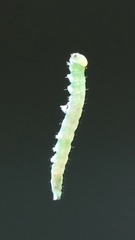 Phosphila miselioides