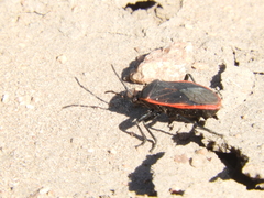 Largus rufipennis