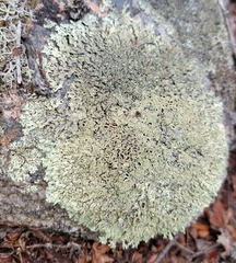 Xanthoparmelia cumberlandia