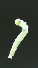 Phosphila miselioides