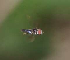 Ocyptamus dimidiatus