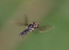 Ocyptamus dimidiatus