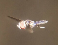 Ocyptamus dimidiatus