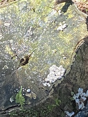 Kretzschmaria deusta