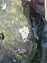 Kretzschmaria deusta