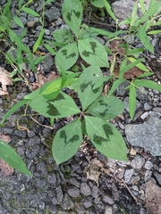 Persicaria filiformis