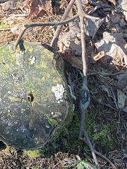 Kretzschmaria deusta