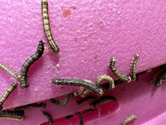 Phryganidia californica