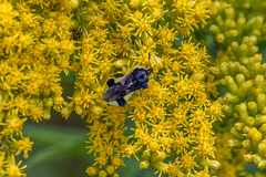 Phymata pennsylvanica