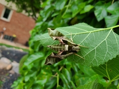 Eumorpha pandorus
