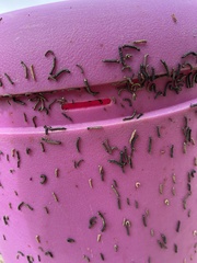 Phryganidia californica